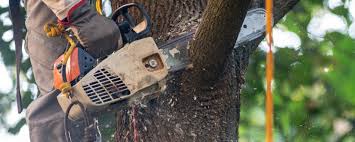 Best Fruit Tree Pruning  in Rancho Santa Margarita, CA