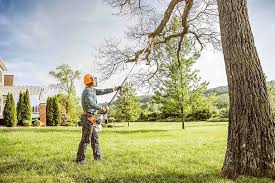  Rancho Santa Margarita, CA Tree Care Pros
