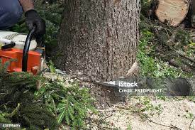 Best Tree Maintenance Programs  in Rancho Santa Margarita, CA