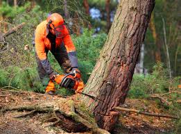 Best Aeration Services  in Rancho Santa Margarita, CA