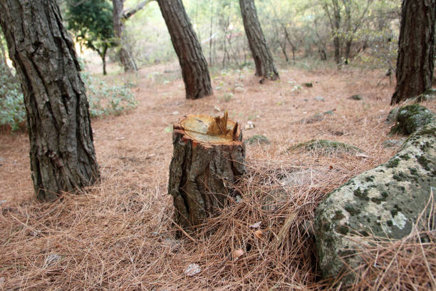 Best Tree Health Inspection  in Rancho Santa Margarita, CA
