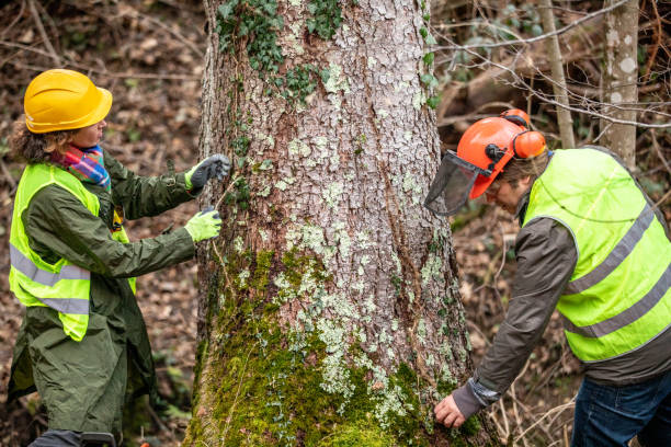 Best Root Management and Removal  in Rancho Santa Margarita, CA