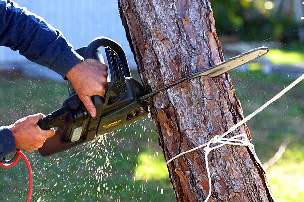 How Our Tree Care Process Works  in  Rancho Santa Margarita, CA