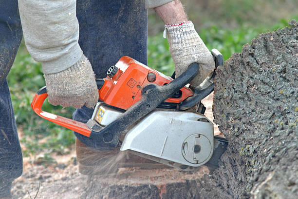Best Tree Cabling and Bracing  in Rancho Santa Margarita, CA