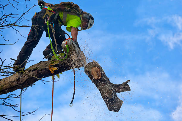 Best Emergency Tree Removal  in Rancho Santa Margarita, CA