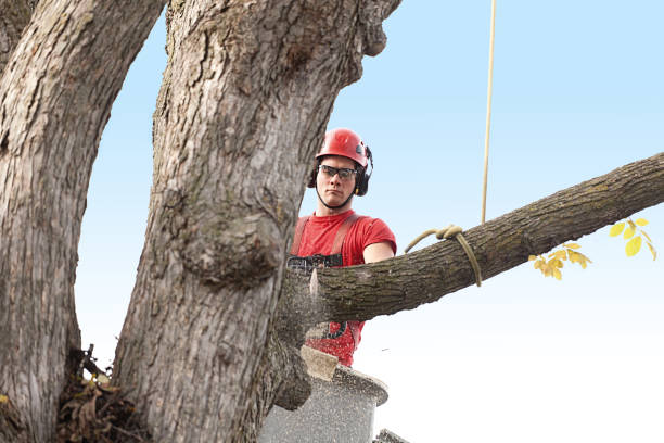 Professional Tree Care in Rancho Santa Margarita, CA